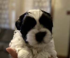 Mal-Shi Puppy for sale in DOVER, PA, USA