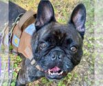 Small French Bulldog