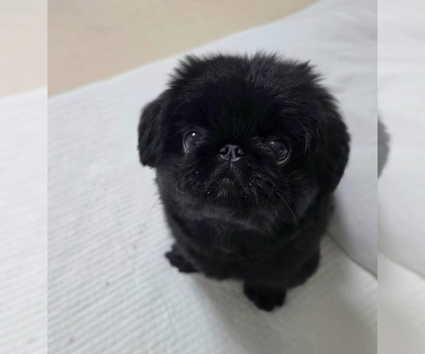Medium Photo #1 Pekingese Puppy For Sale in NEW YORK, NY, USA