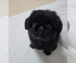 Small Pekingese