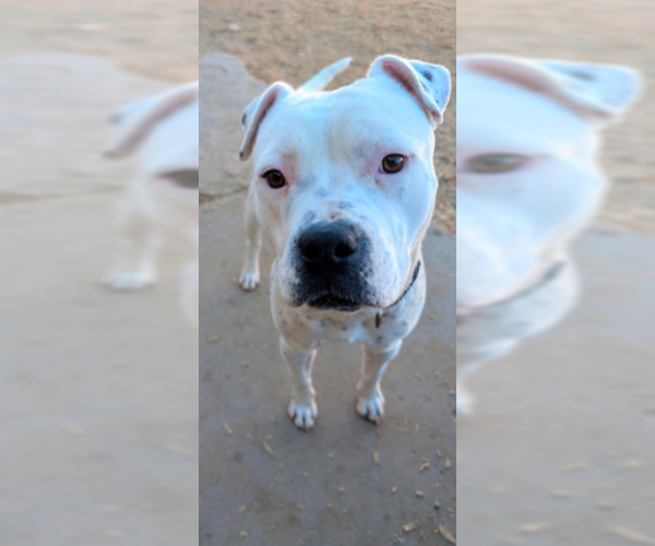 Medium Photo #3 American Staffordshire Terrier-Unknown Mix Puppy For Sale in Pena Blanca, NM, USA