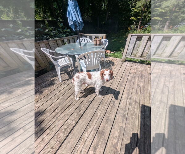 Medium Photo #4 Brittany Puppy For Sale in Curwensville, PA, USA