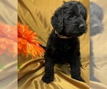 Small Photo #3 Labradoodle Puppy For Sale in PIERSON, FL, USA