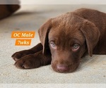 Puppy Chocolate OC Labrador Retriever
