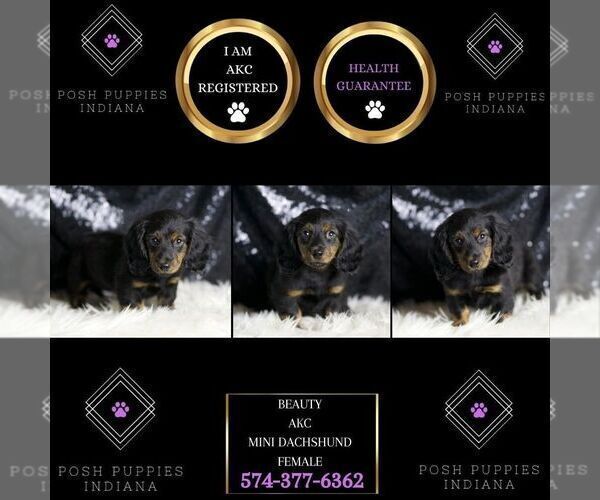 Medium Photo #104 Dachshund Puppy For Sale in WARSAW, IN, USA