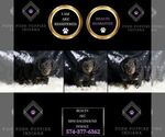 Small Photo #104 Dachshund Puppy For Sale in WARSAW, IN, USA