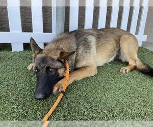 German Shepherd Dog-Unknown Mix Dogs for adoption in Modesto, CA, USA