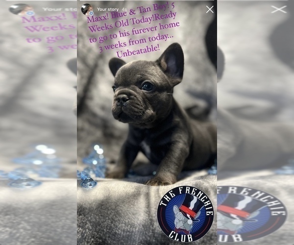 Medium Photo #3 French Bulldog Puppy For Sale in CLIFTON, NJ, USA
