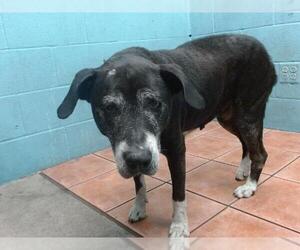 American Pit Bull Terrier-Labrador Retriever Mix Dogs for adoption in Downey, CA, USA