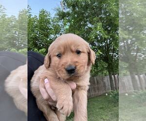 Golden Retriever Puppy for sale in ARDMORE, OK, USA