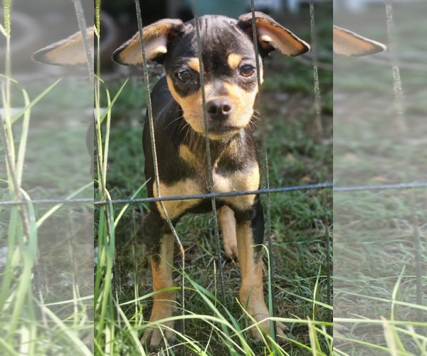 Medium Photo #3 Chug Puppy For Sale in Wakefield, RI, USA