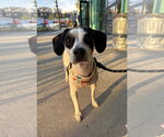 Small #7 Beagle Mix