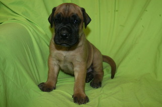 Great Dane Puppy for sale in HUNTSVILLE, TX, USA