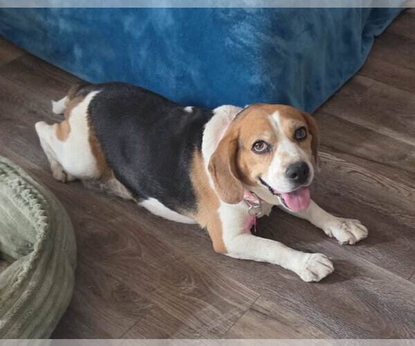 Medium Photo #12 Beagle Puppy For Sale in Las Vegas, NV, USA