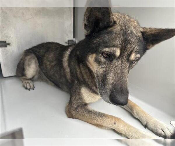 Medium Photo #1 German Shepherd Dog-Unknown Mix Puppy For Sale in Houston, TX, USA