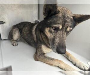 German Shepherd Dog-Unknown Mix Dogs for adoption in Houston, TX, USA