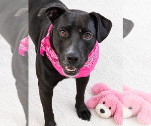 Oreo - Female Labrador Retriever-Unknown Mix Dog for Adoption - Photo #3