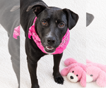 Small Photo #3 Labrador Retriever-Unknown Mix Puppy For Sale in Mt. Laurel, NJ, USA