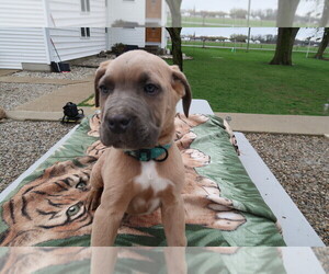Cane Corso Puppy for sale in SOUTH BEND, IN, USA