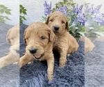 Small Photo #5 Labradoodle Puppy For Sale in AMERICAN CANYON, CA, USA