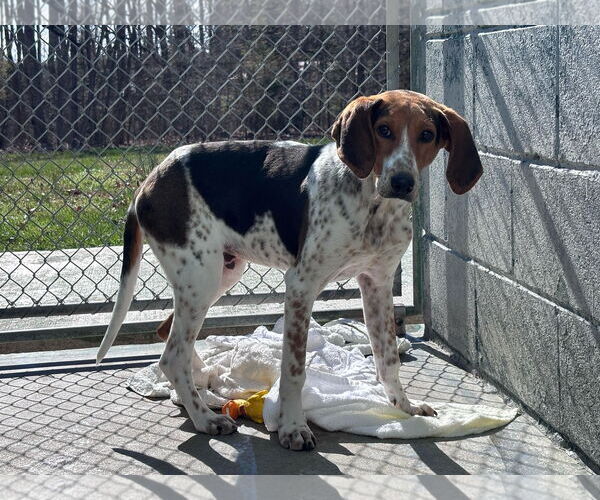 Medium Photo #5 Mutt Puppy For Sale in Rustburg, VA, USA