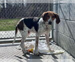 Small #4 Mutt