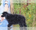 Small #16 Poodle (Toy)