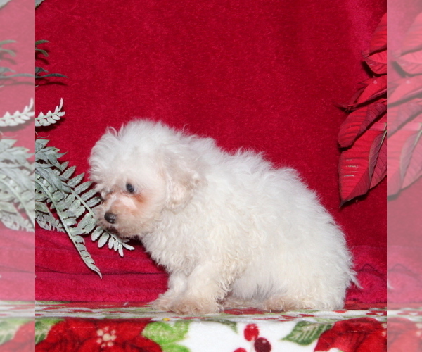 Medium Photo #2 Maltichon Puppy For Sale in RISING SUN, MD, USA