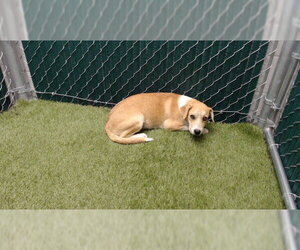 Mutt Dogs for adoption in Downey, CA, USA