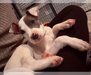 Pooh Bear - Male Mutt Dog for Adoption - Photo #3