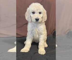 Poodle (Standard) Puppy for sale in PARKER, CO, USA