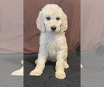 Image preview for Ad Listing. Nickname: Litter of 4