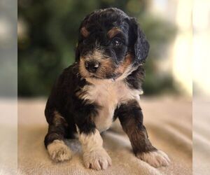 Bernedoodle (Miniature) Puppy for sale in NEW HOLLAND, PA, USA