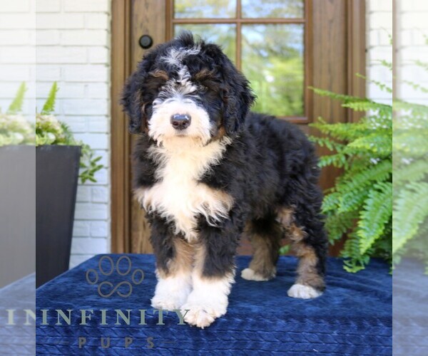 Medium Photo #1 Bernedoodle (Miniature) Puppy For Sale in NARVON, PA, USA