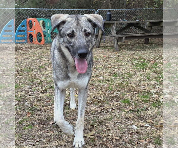 Medium Photo #2 German Shepherd Dog-Unknown Mix Puppy For Sale in Anniston, AL, USA