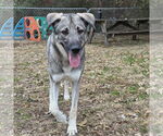 Small #1 German Shepherd Dog Mix