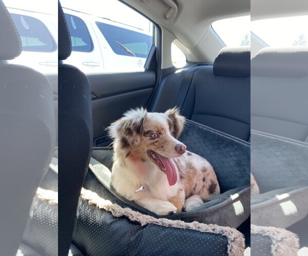 Medium Photo #1 Australian Shepherd-Unknown Mix Puppy For Sale in Dallas, TX, USA