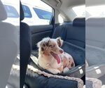 Small Australian Shepherd Mix