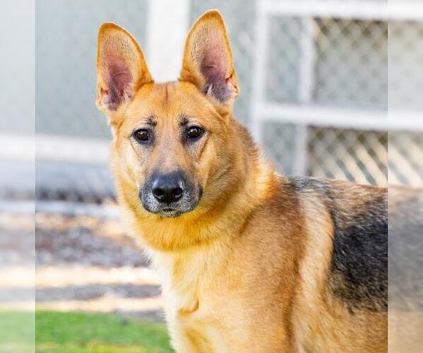 Medium Photo #1 German Shepherd Dog-Unknown Mix Puppy For Sale in Camarillo, CA, USA