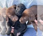 Small Photo #2 Labrador Retriever Puppy For Sale in BATTLE GROUND, WA, USA
