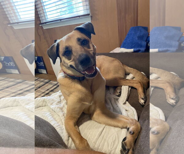 Medium Photo #2 Mutt Puppy For Sale in Woodbury, NY, USA