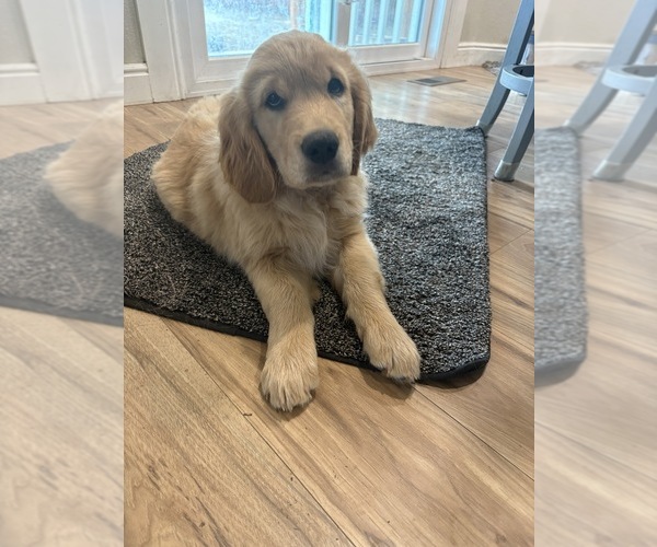 Medium Photo #3 Golden Retriever Puppy For Sale in COLORADO SPRINGS, CO, USA