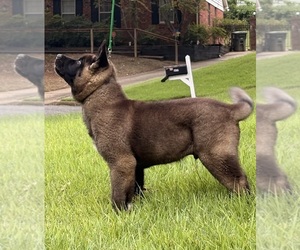 Medium Akita