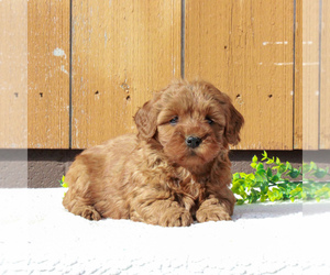 Labradoodle-Poodle (Miniature) Mix Puppy for sale in BIRD IN HAND, PA, USA