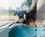Small #4 American Pit Bull Terrier Mix