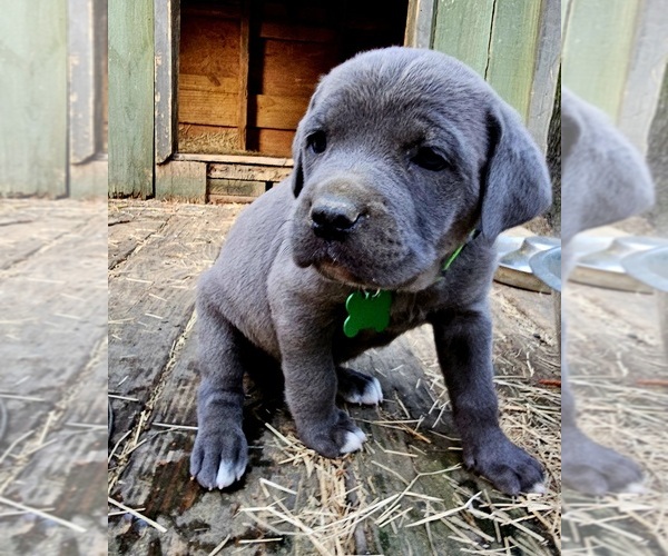 Medium Photo #1 Cane Corso Puppy For Sale in BIRMINGHAM, AL, USA