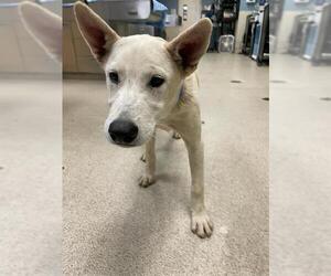 German Shepherd Dog-Unknown Mix Dogs for adoption in Riverside, CA, USA