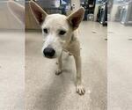 Small German Shepherd Dog Mix