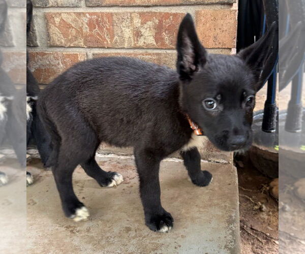 Medium Photo #3 Labrador Retriever-Unknown Mix Puppy For Sale in OKLAHOMA CITY, OK, USA