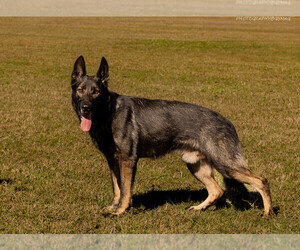 German Shepherd Dog Puppy for sale in CAPE CORAL, FL, USA
